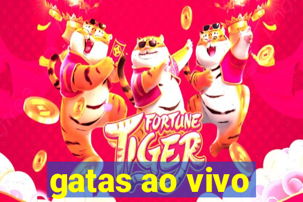 gatas ao vivo